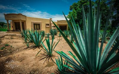 Tequila tasting in 5 snapshots